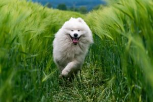 Perro corriendo por una pradera